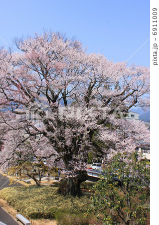 安富桜 安富桜 6911009
