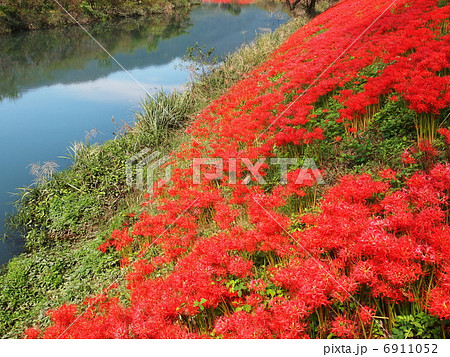 津屋川堤防の彼岸花 津屋川堤防の彼岸花 6911052
