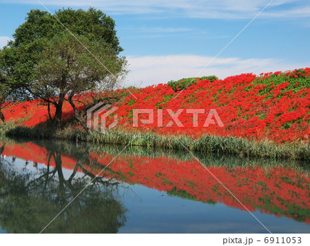 津屋川堤防の彼岸花 6911053