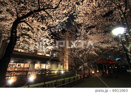 京都 祇園白川の夜桜 京都 祇園白川の夜桜 6911063