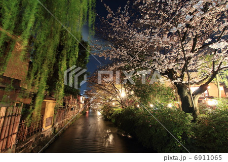 京都 祇園白川の夜桜 京都 祇園白川の夜桜 6911065