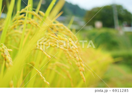 黄金色の稲穂 花言葉 神聖 Rice Fields With Ripe Golden Ears の写真素材