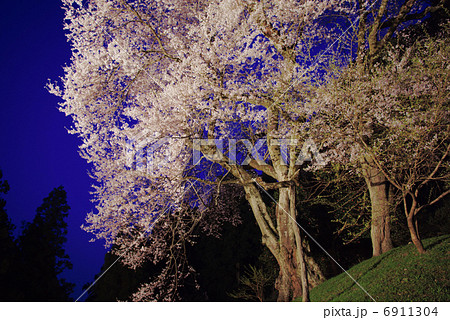 吉良のエドヒガン 吉良のエドヒガン 6911304