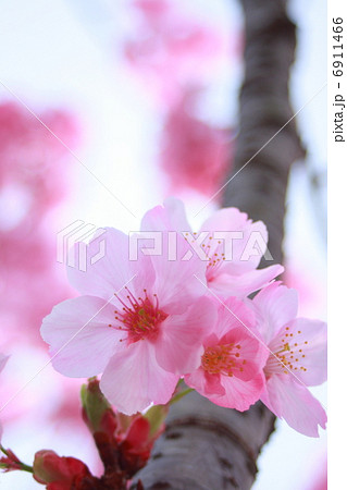 満開の桜のアップ 6911466