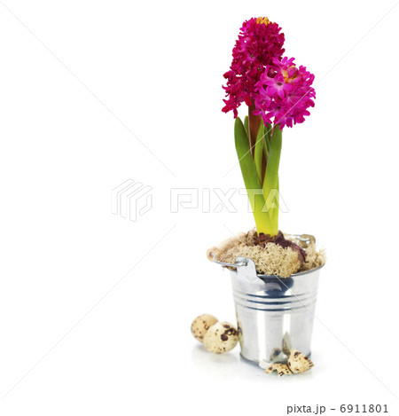 easter composition with eggs and spring flowers easter composition with eggs and spring flowers 6911801