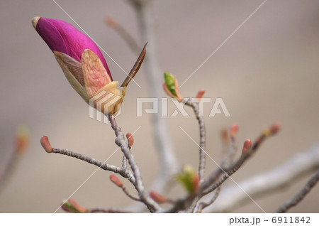 膨らんだ蕾のシモクレン(紫木蓮) 膨らんだ蕾のシモクレン(紫木蓮) 6911842