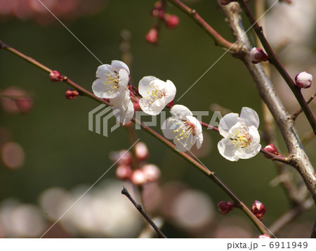 豊後梅白い花 6911949