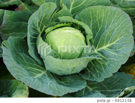 Young green head of cabbage 6912138