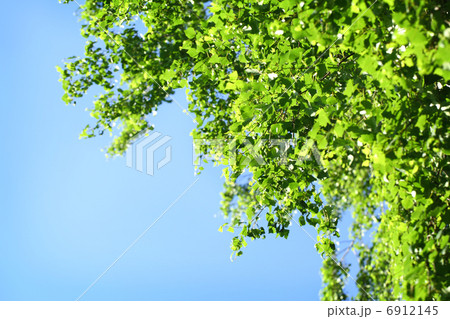 Young green leaves in summer morning 6912145