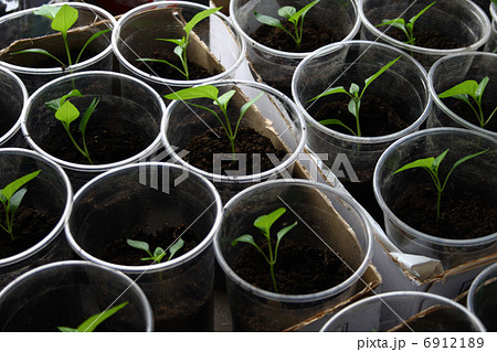 Green seedling growing out of soil 6912189
