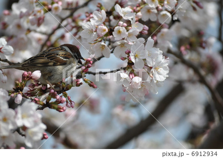 満開の桜とスズメ 6912934