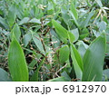 熊笹の花 6912970