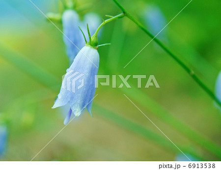 ソバナ　花言葉：清らかな愛　Adenophora remotiflora 6913538