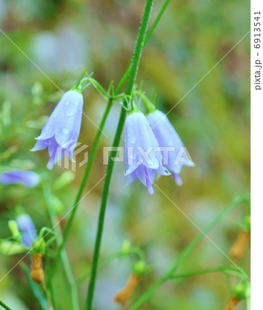 ソバナ 花言葉:清らかな愛 Adenophora remotiflora ソバナ 花言葉:清らかな愛 Adenophora remotiflora 6913541