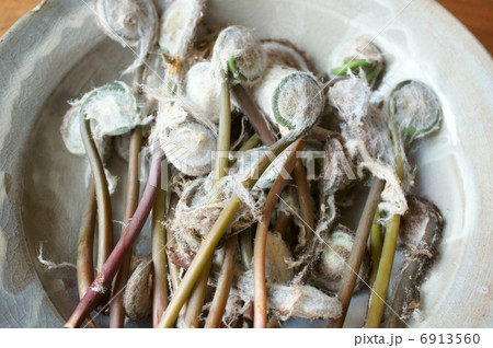 こごみ  こごみ  6913560