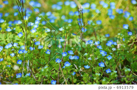 テンニンカラクサ　花言葉：信頼　Persian speedwell 6913579