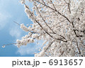さくら 6913657