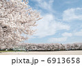 さくら 6913658