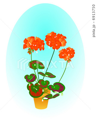 ゼラニューム ゼラニューム 6913750