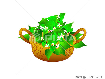 どくだみ 6913751