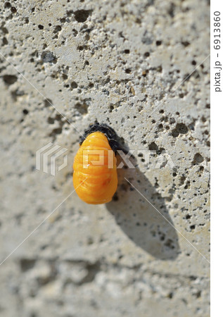 てんとう虫のサナギ てんとう虫のサナギ 6913860