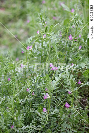 カラスノエンドウの花０２ 6913862