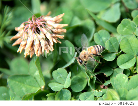 ミツバチ ミツバチ 6914025