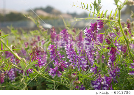 ナヨクサフジの花 ナヨクサフジの花 6915786