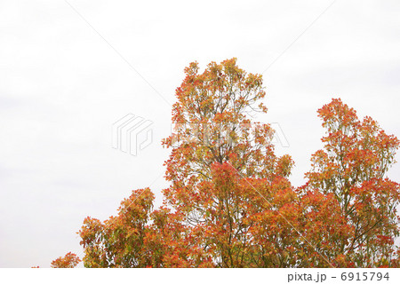 春に紅葉する木の写真素材