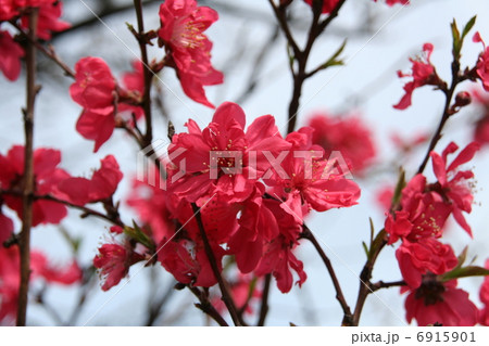 真紅の八重桜 真紅の八重桜 6915901