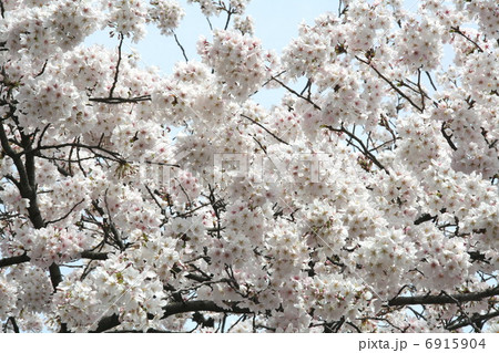 見事に開花した桜 見事に開花した桜 6915904