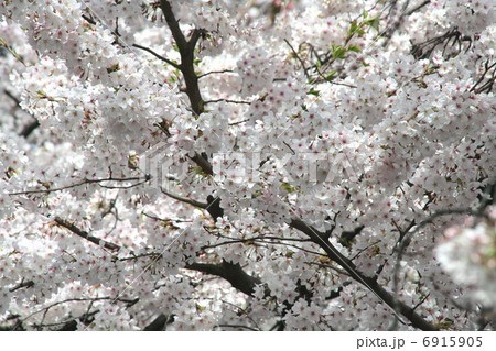 満開の桜 満開の桜 6915905