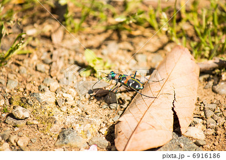 ハンミョウ２ 6916186