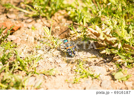 ハンミョウ１ 6916187