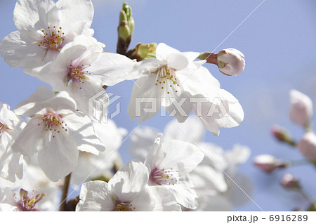 さくらの花のアップ さくらの花のアップ 6916289