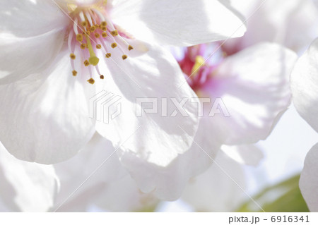 さくらの花のアップ さくらの花のアップ 6916341
