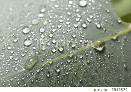 葉っぱについた水滴 葉っぱについた水滴 6916375