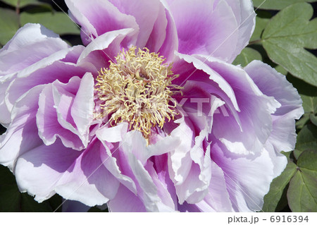 ボタンの花 ボタンの花 6916394