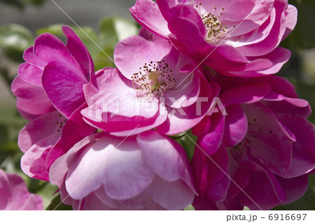バラの花のアップ 6916697