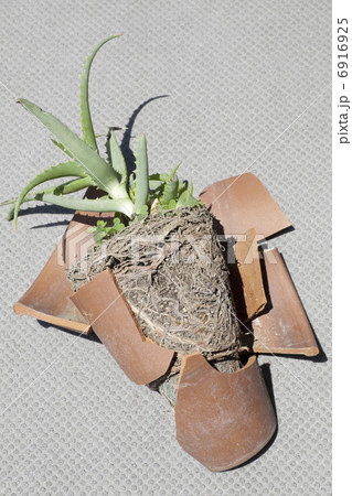 割れた植木鉢の写真素材 割れた植木鉢の写真素材