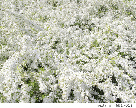 ユキヤナギの花 6917012
