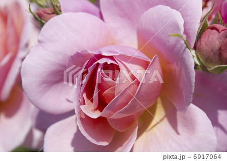 バラの花のアップ 6917064