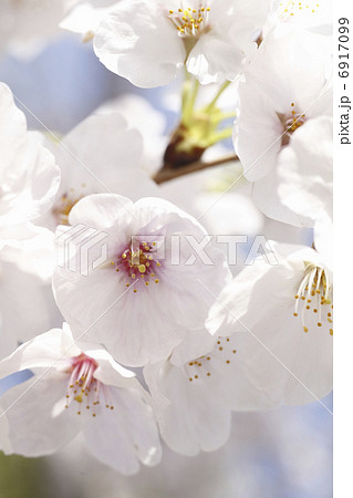 さくらの花のアップ 6917099