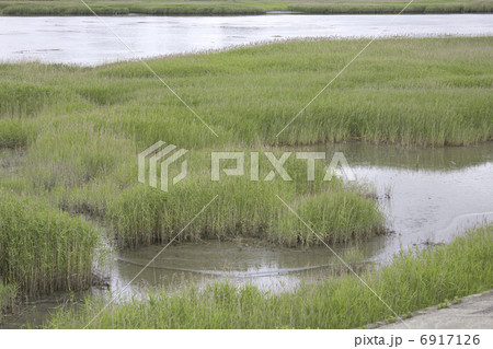 淀川のワンド 6917126