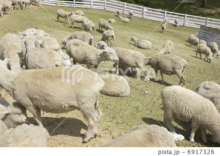 六甲牧場の羊の群れ 6917326