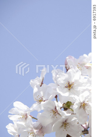 さくらの花と青空 6917393