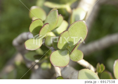 金のなる木 6917538