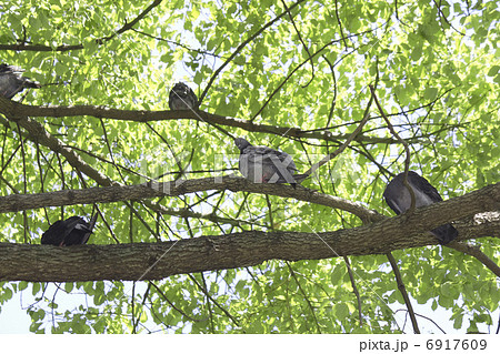 公園の樹木の日陰で涼をとるハトの写真素材