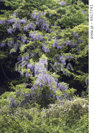 野生の藤の花の写真素材