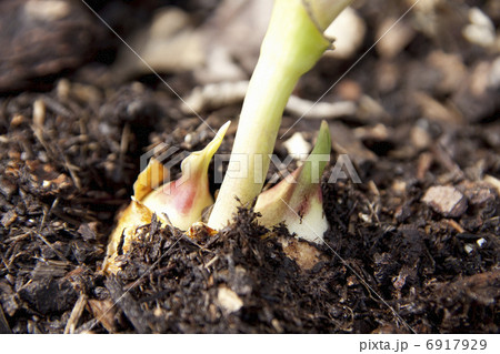 チューリップの球根の芽 6917929